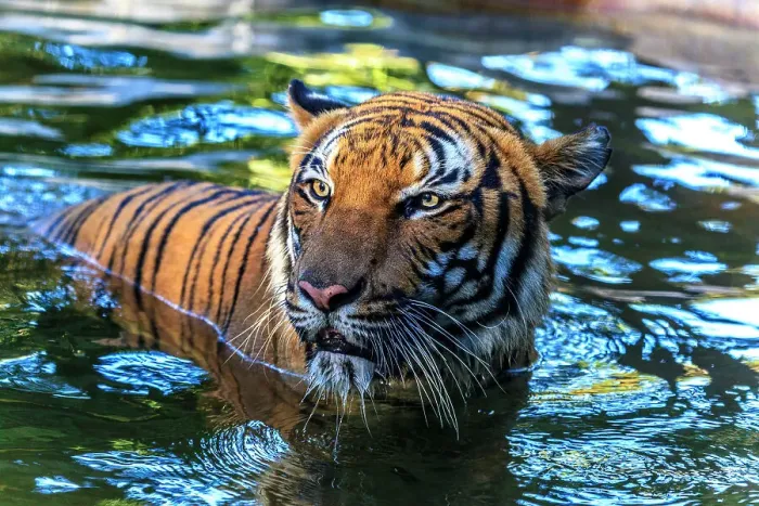 Framed Print : A male Malayan tiger stares up from a pool of water Framed Print : A male Malayan tiger stares up from a pool of water