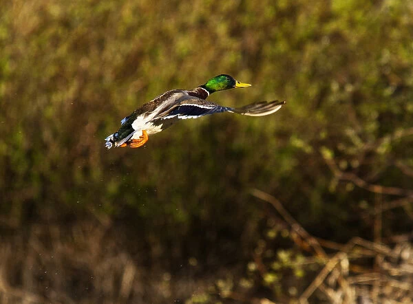 Male Mallard duck take flight near Whitefish Montana