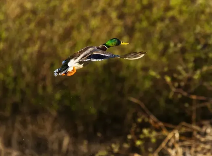 Framed Print : Male Mallard duck take flight near Whitefish Montana Framed Print : Male Mallard duck take flight near Whitefish Montana