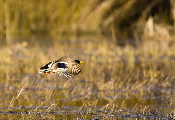 Male mallard duck takes off for flight in wetlands near Whitefish Montana