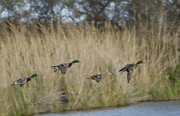 Three male mallard ducks and one female mallard in flight, Parc Ornithologique de Pond de Gau