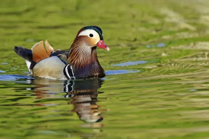 Framed Print : Male Mandarin Duck, Aix galericulata Framed Print : Male Mandarin Duck, Aix galericulata