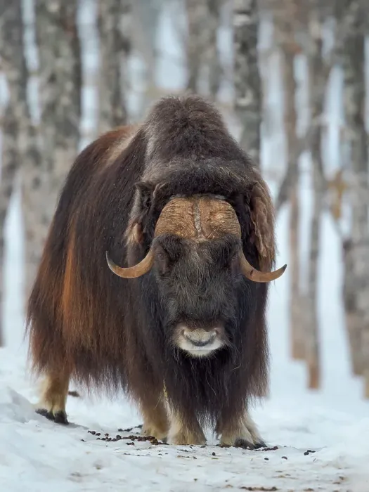 Framed Print : Male muskox in deep snow during winter. Scandinavia, Norway, Bardu, Polar Park
