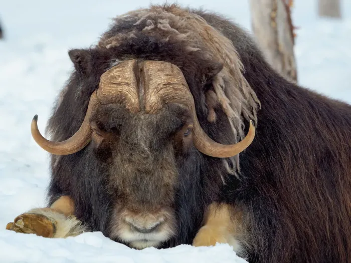 Framed Print : Male muskox in deep snow during winter. Scandinavia, Norway, Bardu, Polar Park