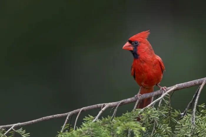 Framed Print : Male northern cardinal Framed Print : Male northern cardinal
