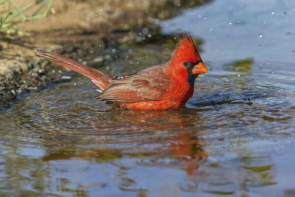 Male Northern Cardinal bathing. Rio Grande Valley, Texas