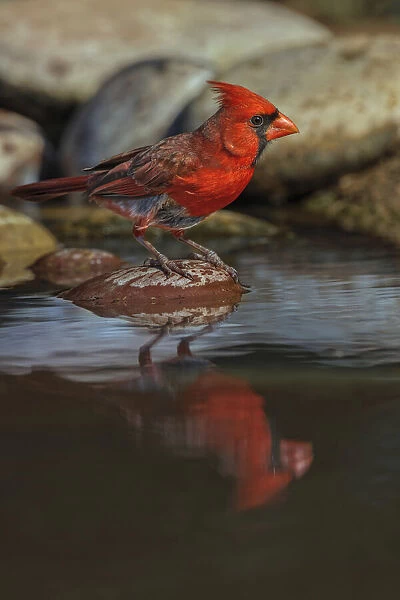 Male Northern Cardinal bathing in small desert pond, Rio Grande Valley, Texas