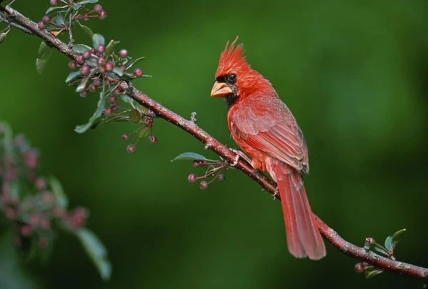 Male Northern Cardinal, Cardinalis