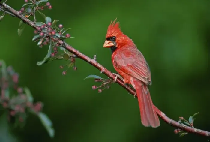 Framed Print : Male Northern Cardinal, Cardinalis