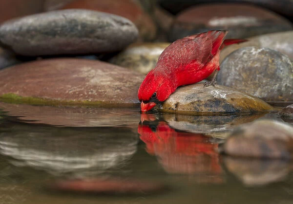 Male Northern Cardinal drinking from small pond in desert. Rio Grande Valley, Texas