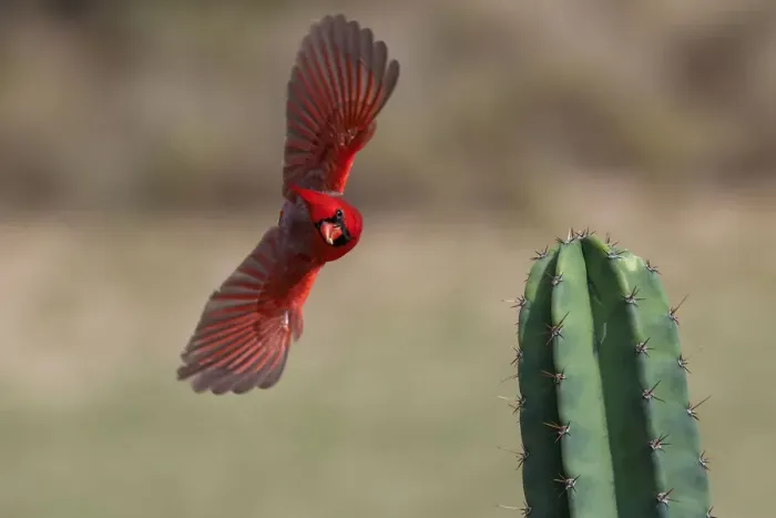 Framed Print : Male northern cardinal in flight, Rio Grand Valley, Texas Framed Print : Male northern cardinal in flight, Rio Grand Valley, Texas