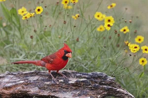 Male Northern Cardinal and flowers. Rio Grande Valley, Texas
