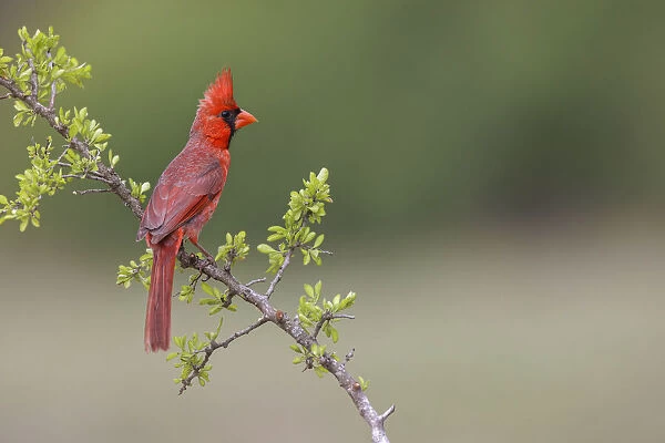 Male Northern Cardinal. Rio Grande Valley, Texas
