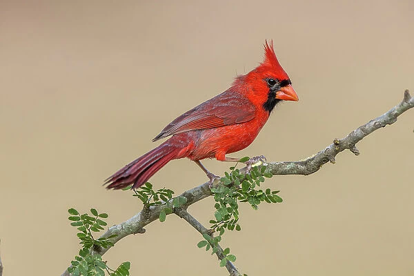 Male Northern Cardinal, Rio Grande Valley, Texas