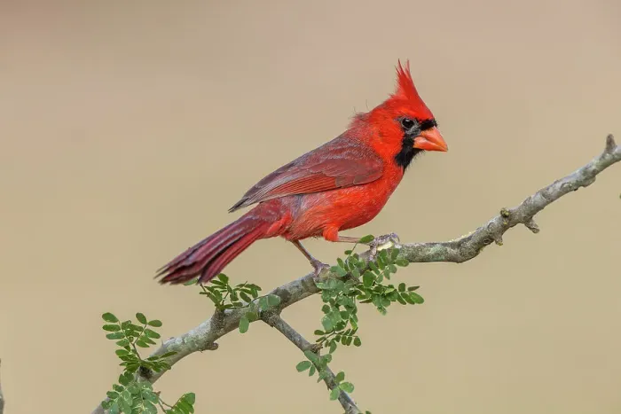 Framed Print : Male Northern Cardinal, Rio Grande Valley, Texas Framed Print : Male Northern Cardinal, Rio Grande Valley, Texas