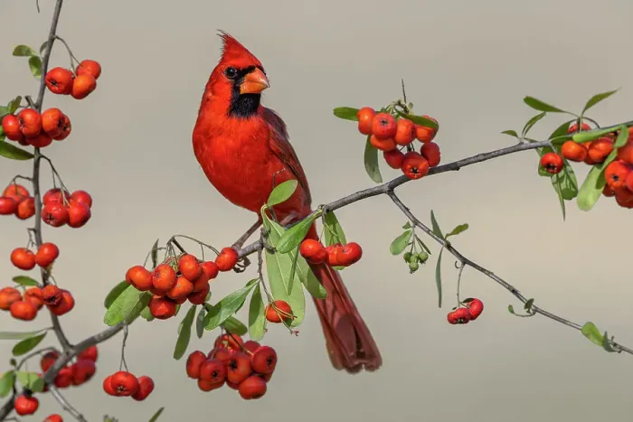 Framed Print : Male Northern Cardinal, Rio Grande Valley, Texas Framed Print : Male Northern Cardinal, Rio Grande Valley, Texas
