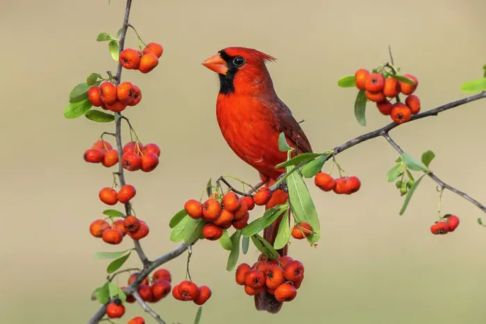 Framed Print : Male Northern Cardinal, Rio Grande Valley, Texas