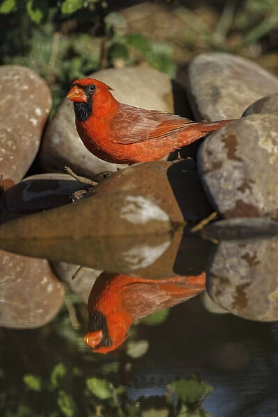 Male Northern Cardinal standing on edge of small pond with reflection. Rio Grande Valley, Texas