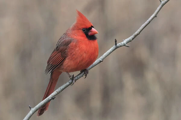 Male Northern Cardinal in winter, Cardinals cardinals, Kentucky