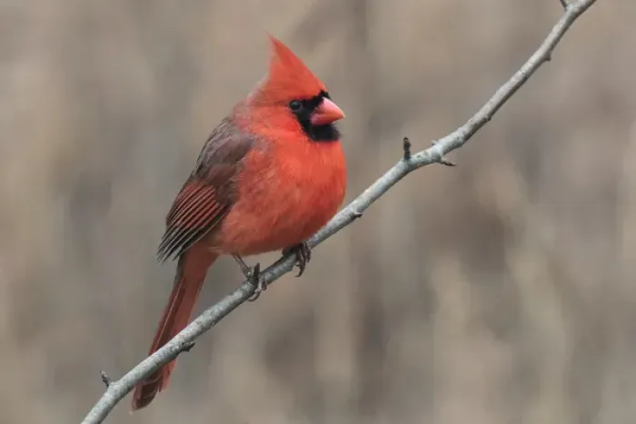 Framed Print : Male Northern Cardinal in winter, Cardinals cardinals, Kentucky
