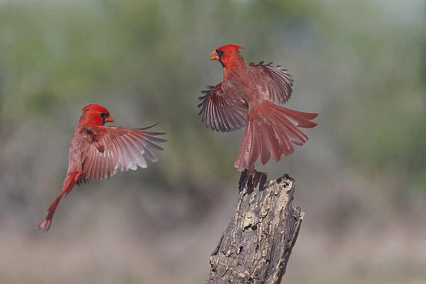 Male Northern Cardinals flying. Rio Grande Valley, Texas