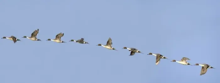 Framed Print : Male Northern Pintail duck in flight sequence at Benton Lake NWR near Great Falls Montana Framed Print : Male Northern Pintail duck in flight sequence at Benton Lake NWR near Great Falls Montana