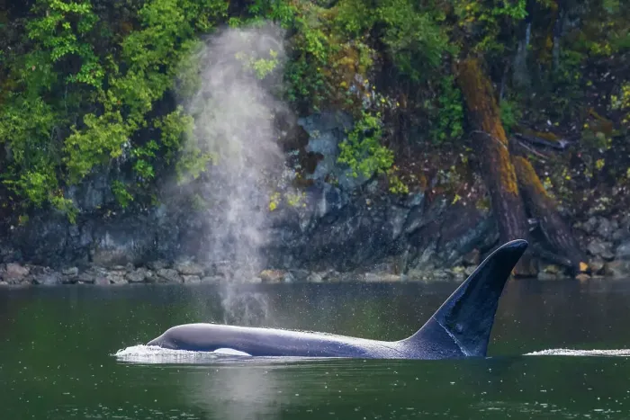 Framed Print : Male orca whale surfacing while cruising around the San Juan Islands, Washington State, USA Framed Print : Male orca whale surfacing while cruising around the San Juan Islands, Washington State, USA