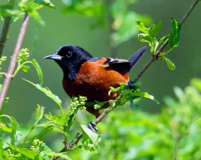 Framed Print : Male Orchard Oriole