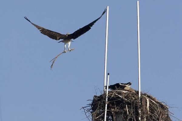 Male osprey brings nesting material to nest built at the top of ships mast in San Diego harbor