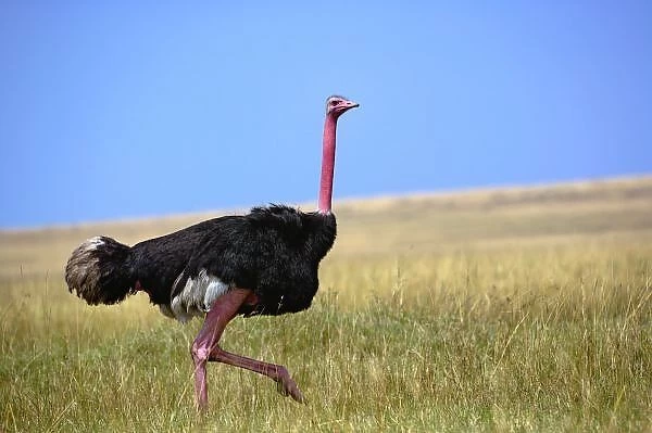 Male Ostrich in