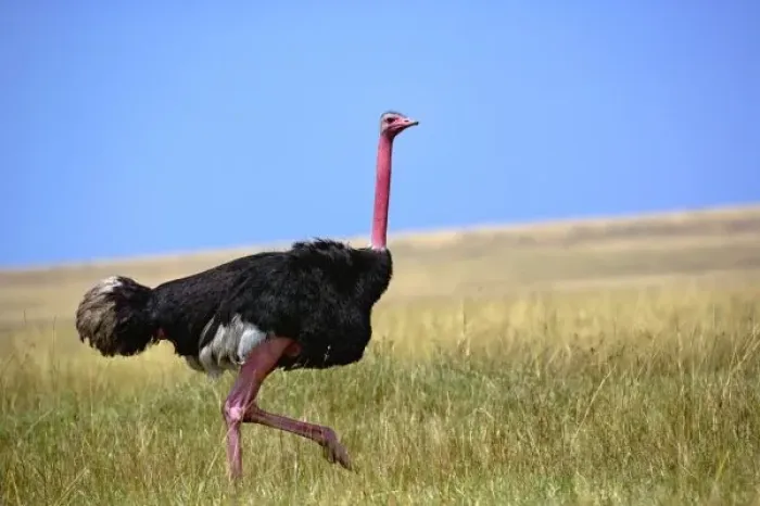 Framed Print : Male Ostrich in Framed Print : Male Ostrich in
