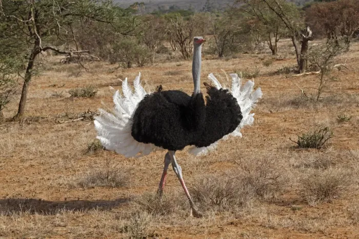 Framed Print : Male Ostrich displaying during mating ritual, Samburu National Game Reserve, Kenya Framed Print : Male Ostrich displaying during mating ritual, Samburu National Game Reserve, Kenya