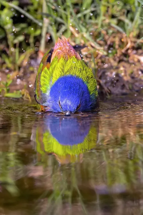Framed Print : Male painted bunting bathing, Rio Grande Valley, Texas
