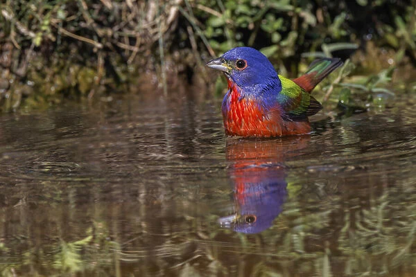 Male Painted bunting bathing in small pond in the desert. Rio Grande Valley, Texas