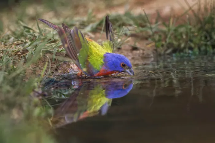 Framed Print : Male Painted bunting bathing in small pond in the desert. Rio Grande Valley, Texas Framed Print : Male Painted bunting bathing in small pond in the desert. Rio Grande Valley, Texas
