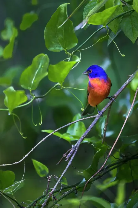 Framed Print : A male painted bunting perched Framed Print : A male painted bunting perched
