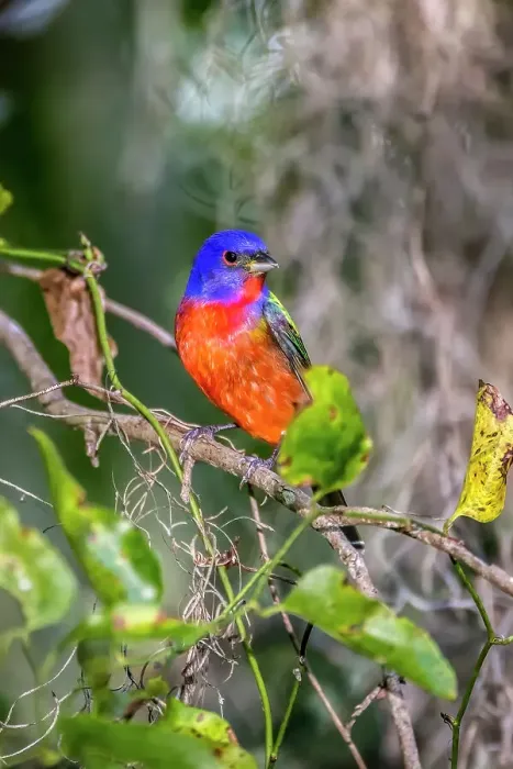Framed Print : A male painted bunting perched Framed Print : A male painted bunting perched