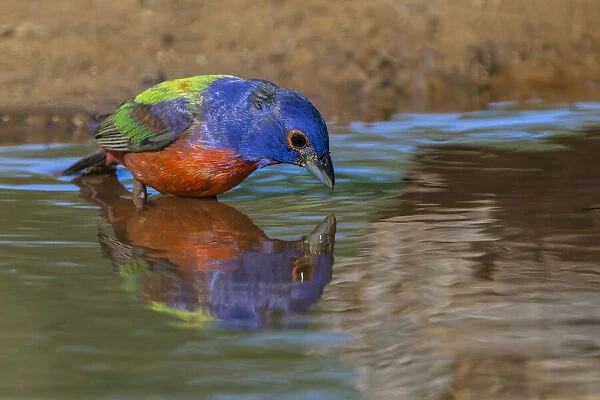 Male Painted bunting and reflection while bathing, Rio Grande Valley, Texas