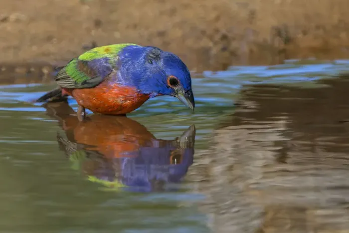 Framed Print : Male Painted bunting and reflection while bathing, Rio Grande Valley, Texas Framed Print : Male Painted bunting and reflection while bathing, Rio Grande Valley, Texas