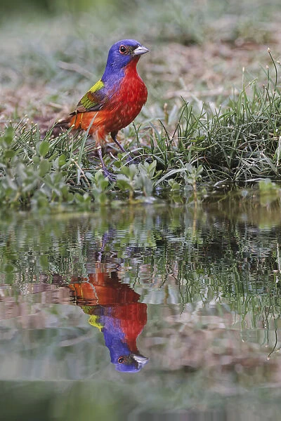 Male Painted bunting and reflection in small pond. Rio Grande Valley, Texas