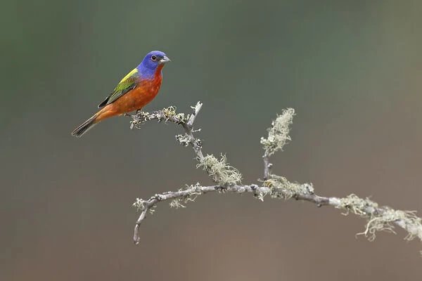 Male Painted bunting. Rio Grande Valley, Texas