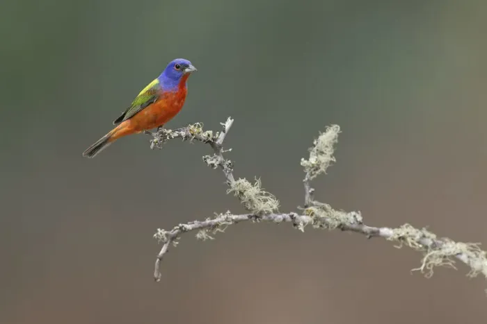Framed Print : Male Painted bunting. Rio Grande Valley, Texas