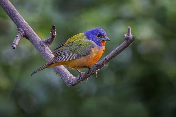 Male Painted bunting. South Padre Island, Texas