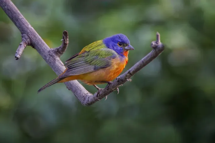 Framed Print : Male Painted bunting. South Padre Island, Texas