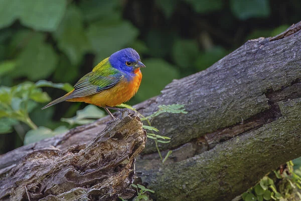 Male Painted bunting. South Padre Island, Texas
