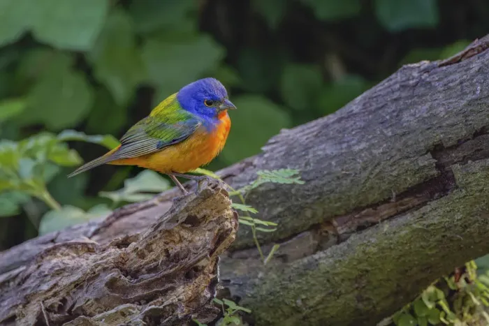 Framed Print : Male Painted bunting. South Padre Island, Texas Framed Print : Male Painted bunting. South Padre Island, Texas