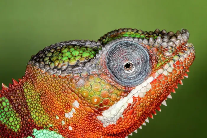 Framed Print : Male panther chameleon Framed Print : Male panther chameleon