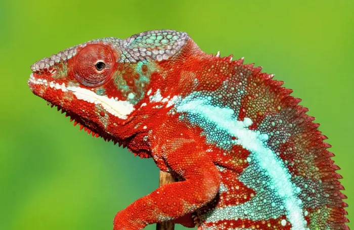 Framed Print : Male panther chameleon Framed Print : Male panther chameleon