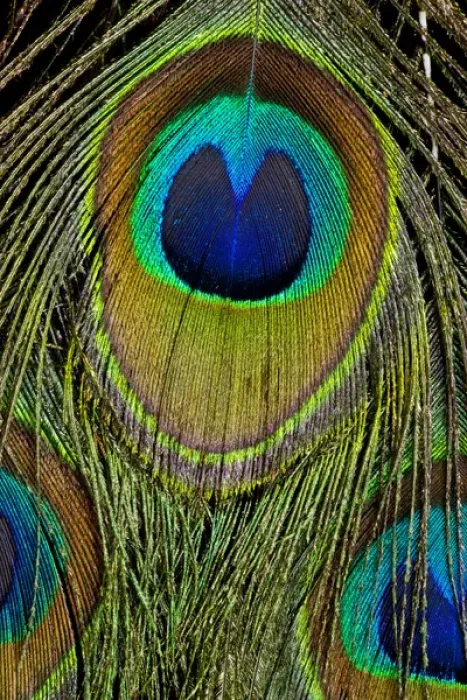 Framed Print : Male peacock display tail feathers Framed Print : Male peacock display tail feathers