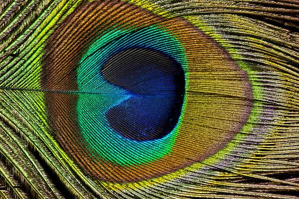 https://www.danitadelimontprints.com/p/467/male-peacock-display-tail-feathers-12626533.jpg.webp